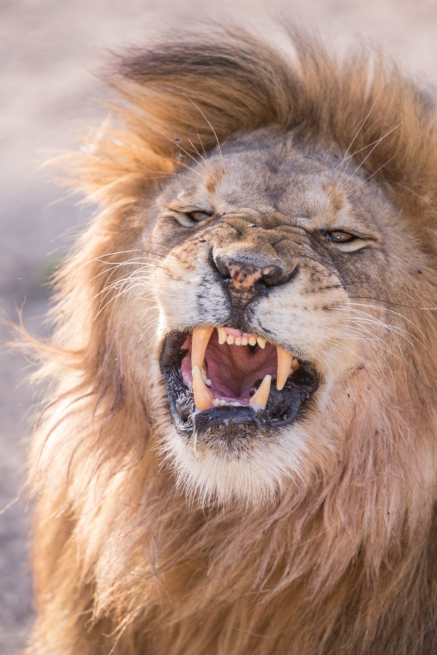 How To Have The Lion Attitude Courage Strength Leadership Bravery By Vincent Owee Datadriveninvestor How To Have The Lion Attitude Courage Strength Leadership Bravery By Vincent Owee Datadriveninvestor