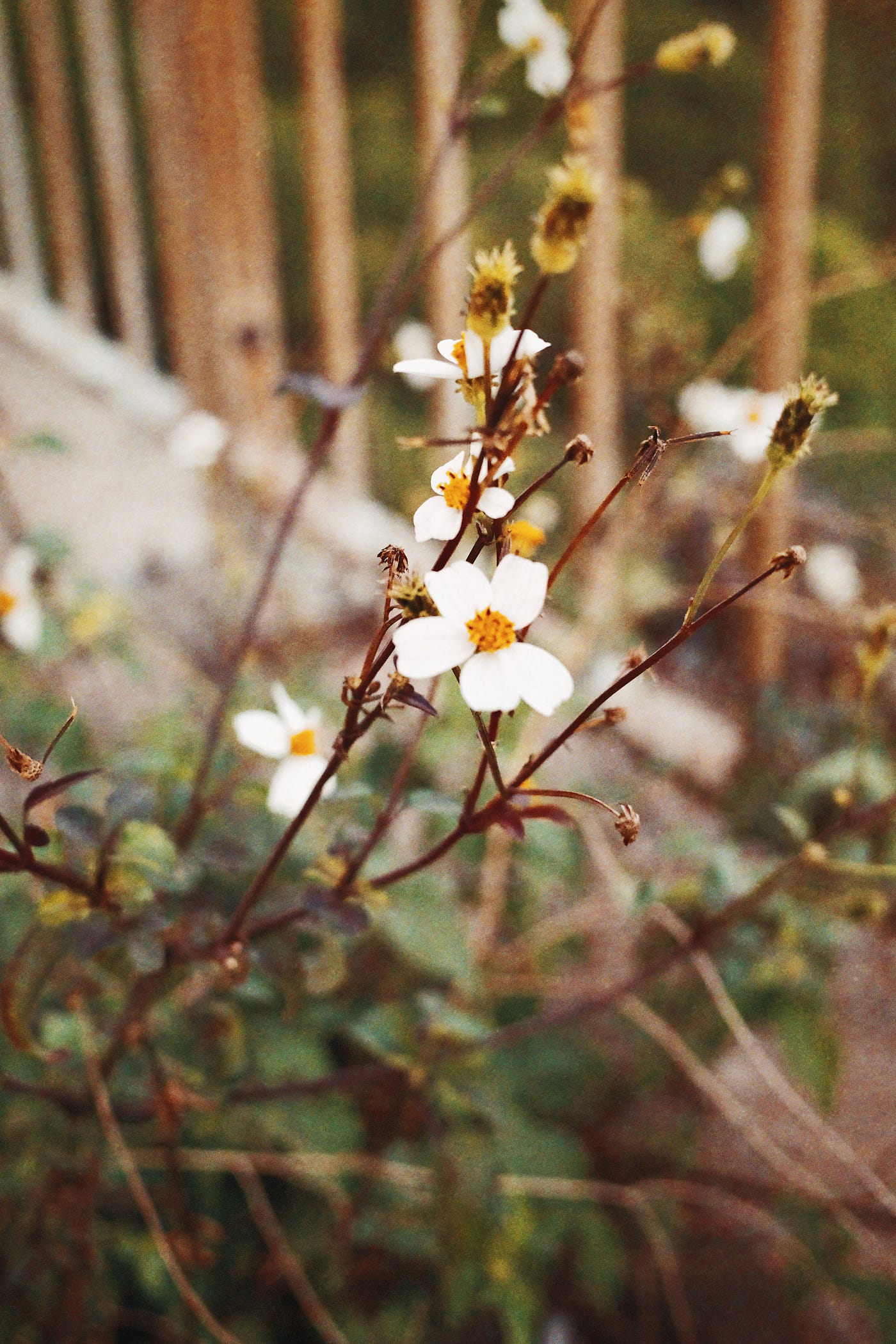 When The Party S Over By Billie Eilish 與馮延巳詞兩首閱讀心得 By 淺白世界 Medium