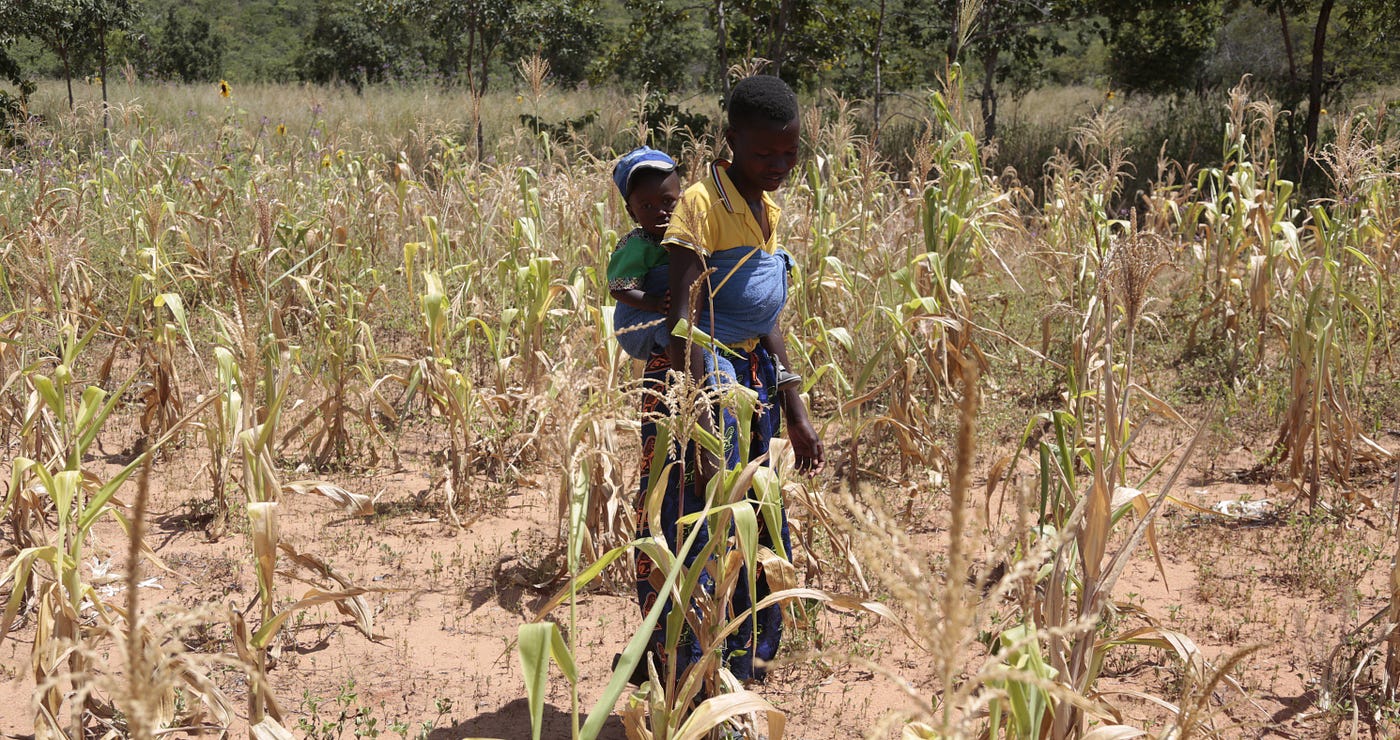 How Drought Is Killing Zimbabwe The Country Is Teetering On The Brink How Drought Is Killing Zimbabwe The Country Is Teetering On The Brink