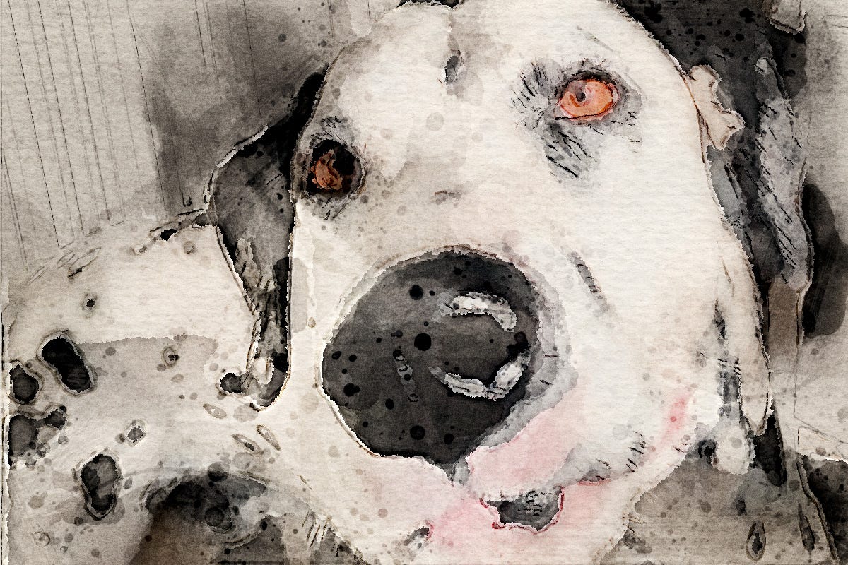 A dalmatian puppy learning not to dig holes in his backyard while playing in the grass. Photo by Igor Justo, Pexels.com. SFX watercolor after affects by Kathy LaFollett