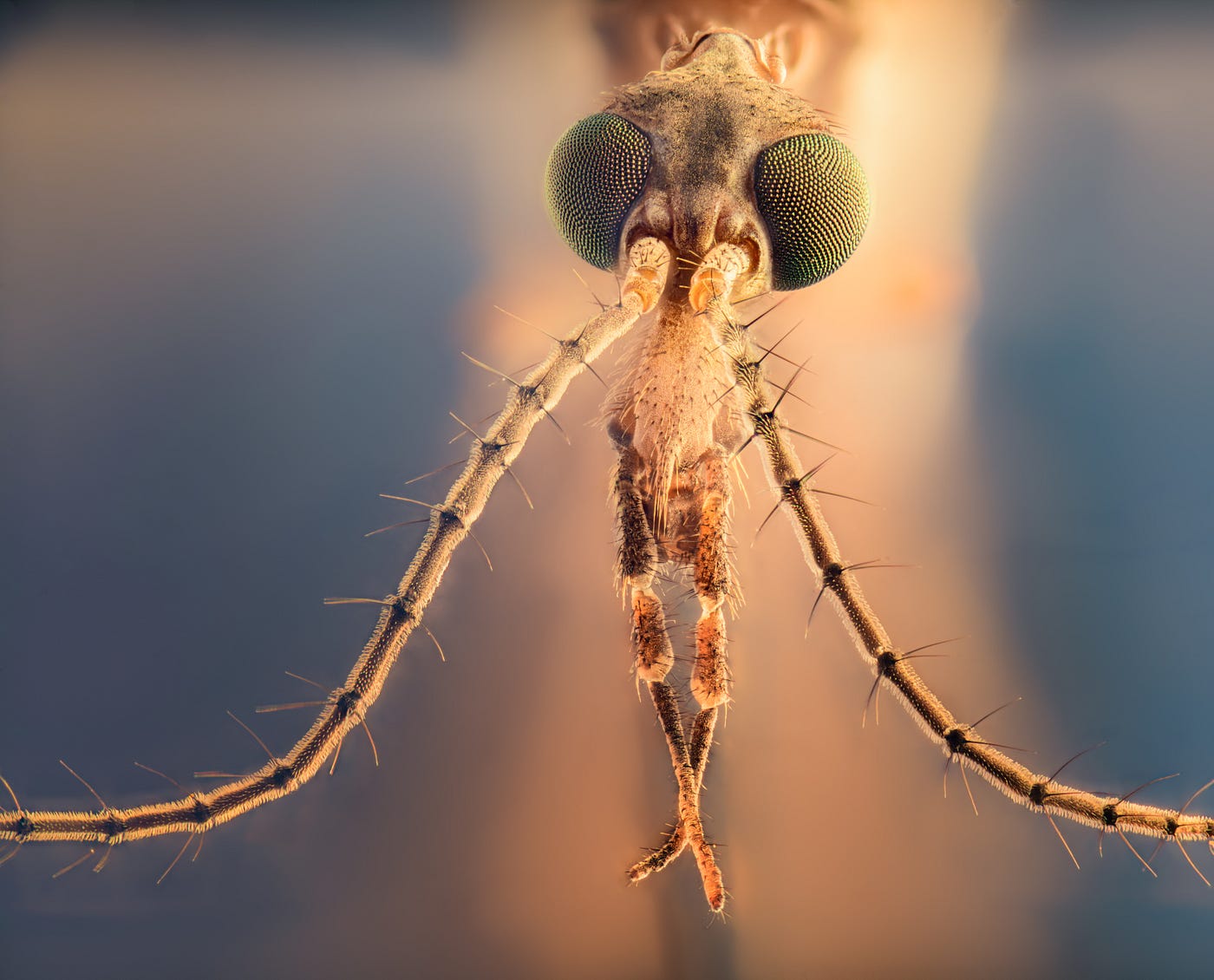 My Journey into Extreme Macro. The Big Hobby of the Tiny | by Ferdy  Christant | Ferdy Christant