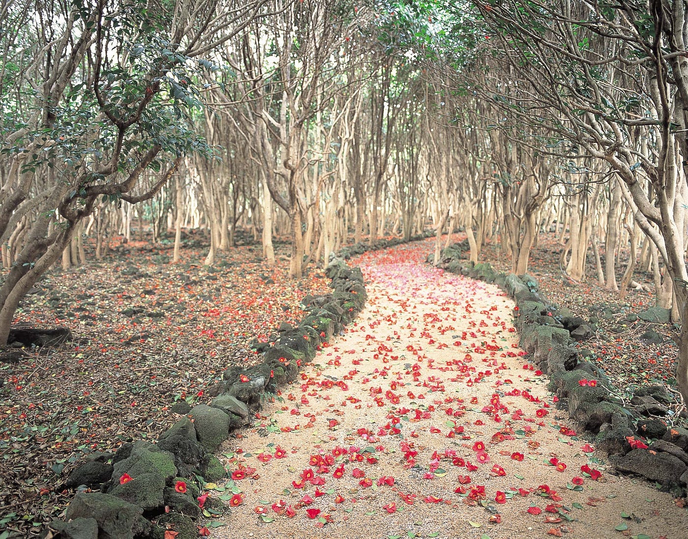 2 4月 椿花落了滿地紅了 日本各地清脆落地的優雅樁花祭 是日日本 Medium 2 4月 椿花落了滿地紅了 日本各地清脆落地的優雅樁花祭 是日日本 Medium