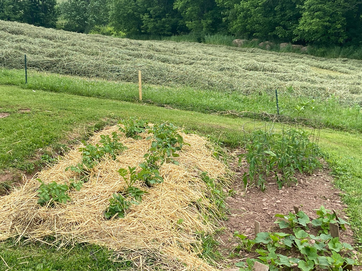 The Trusty GardenerGrowing Potatoes in Straw (Update) by Dan Pfeifer