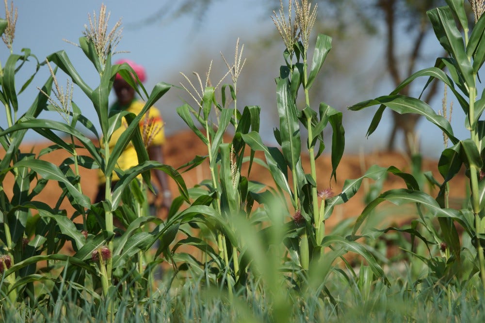 Fn S World Food Programme Medium