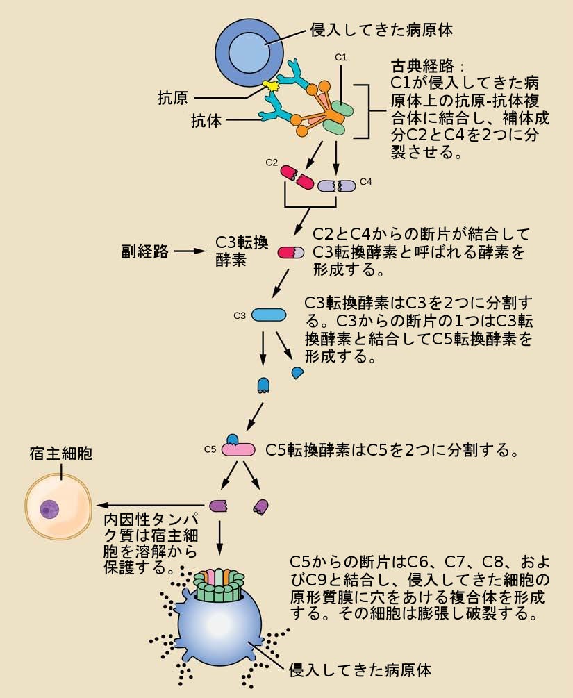 生物学 第2版 第42章 免疫系 Japanese Translation Of Biology 2e By Better Late Than Never Medium