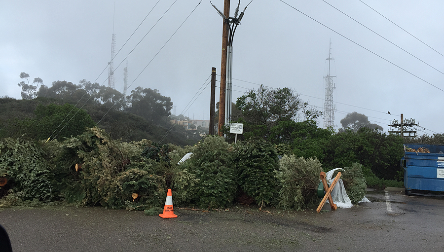 On Top Of Mt. Soledad, Where La Jolla’s Christmas Trees Go to Die by