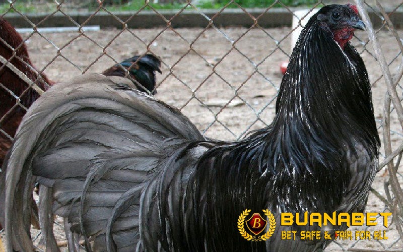 Ketahui Jenis Ayam Hasil Persilangan Ayam Black Sumatra By Stefanny Chandra Medium