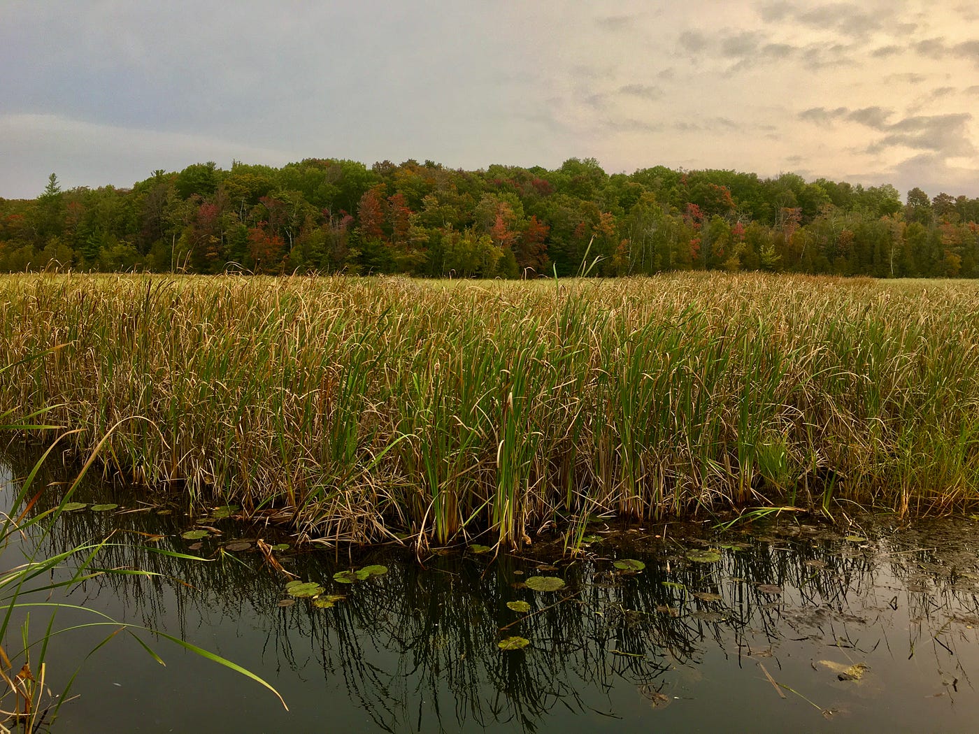 Morning on Hamlin Lake Bayou. On a weathered dock in growing light by