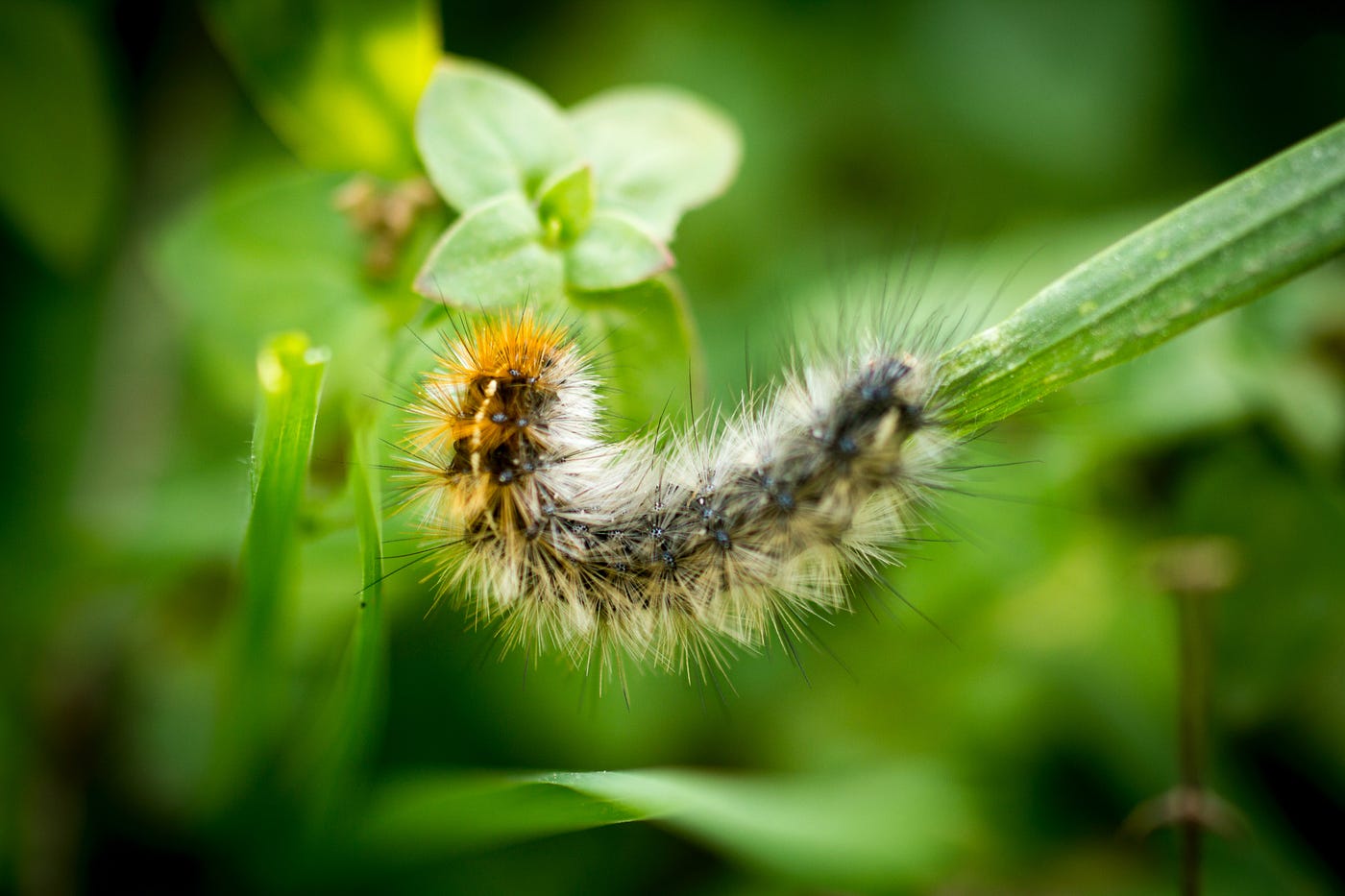 The Ugly Truth About Caterpillars By Anastasia Forrest 10 In 10 Challenge Medium