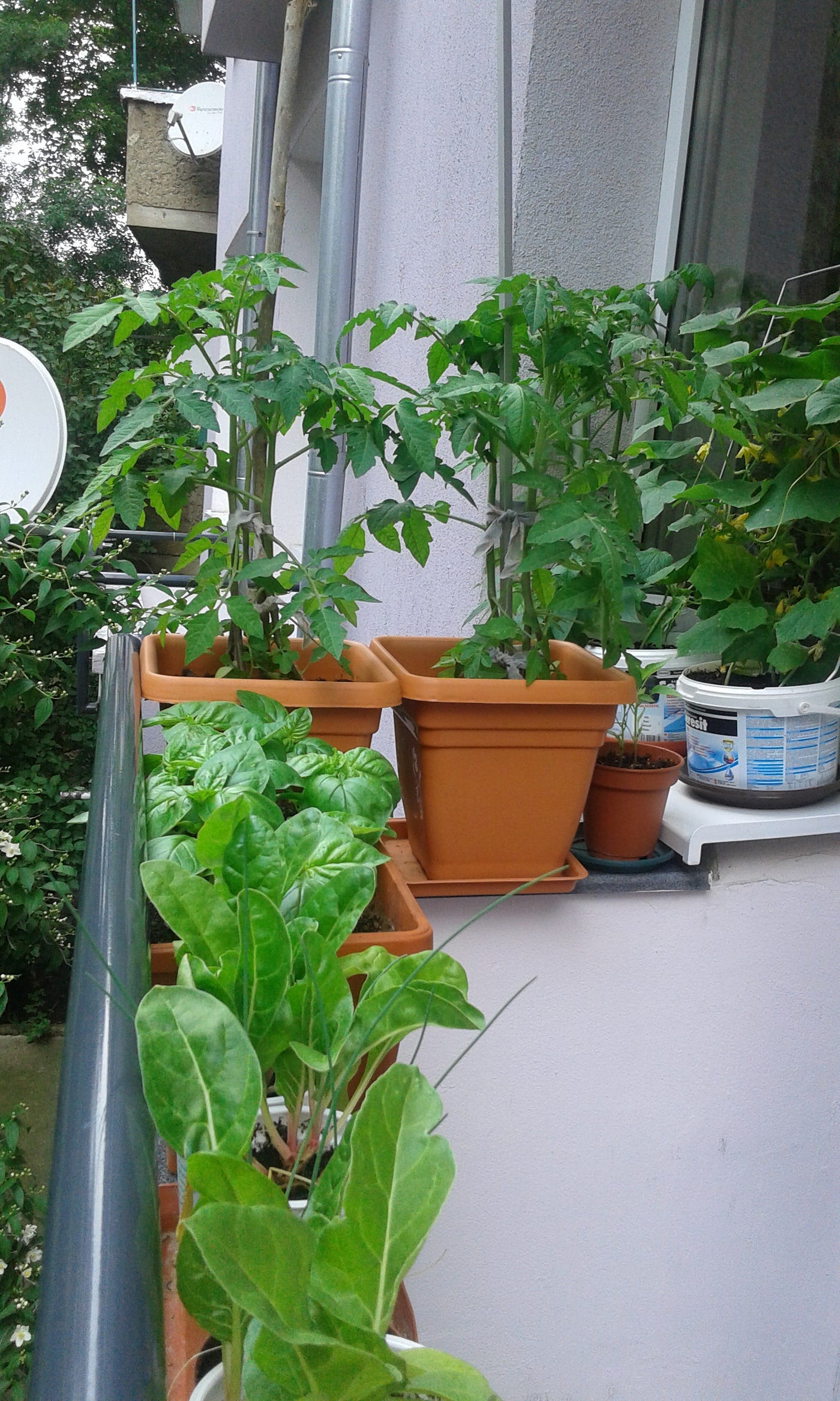 Балконската зеленчукова градинка на Горичка | by Diana Dimitrova | Medium
