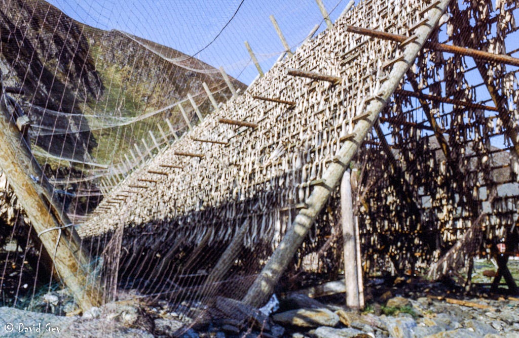 Stockfish on wooden racks in Sørvær on Sørøya Island in 1982