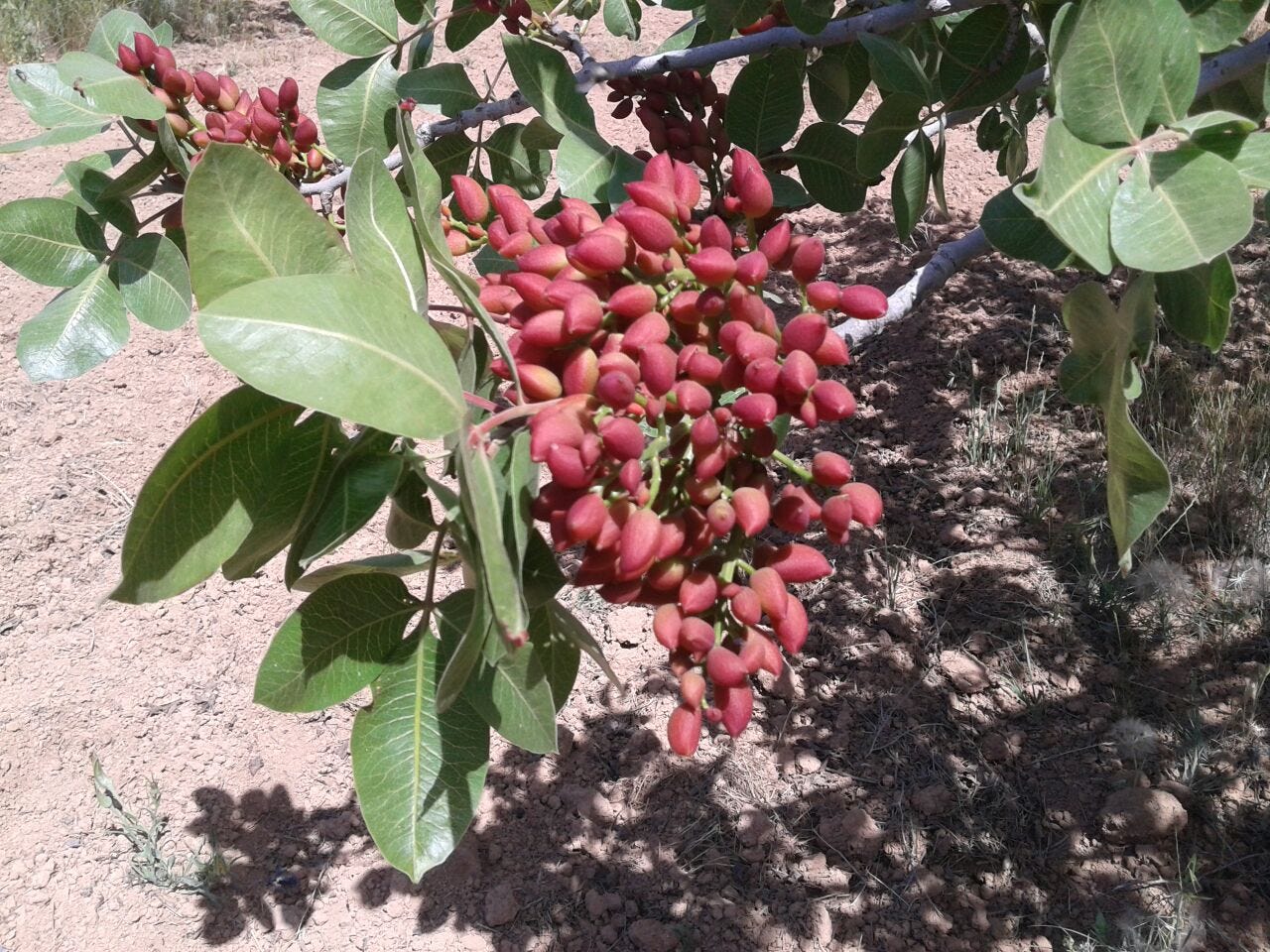 Tree pistachio Pistachio tree