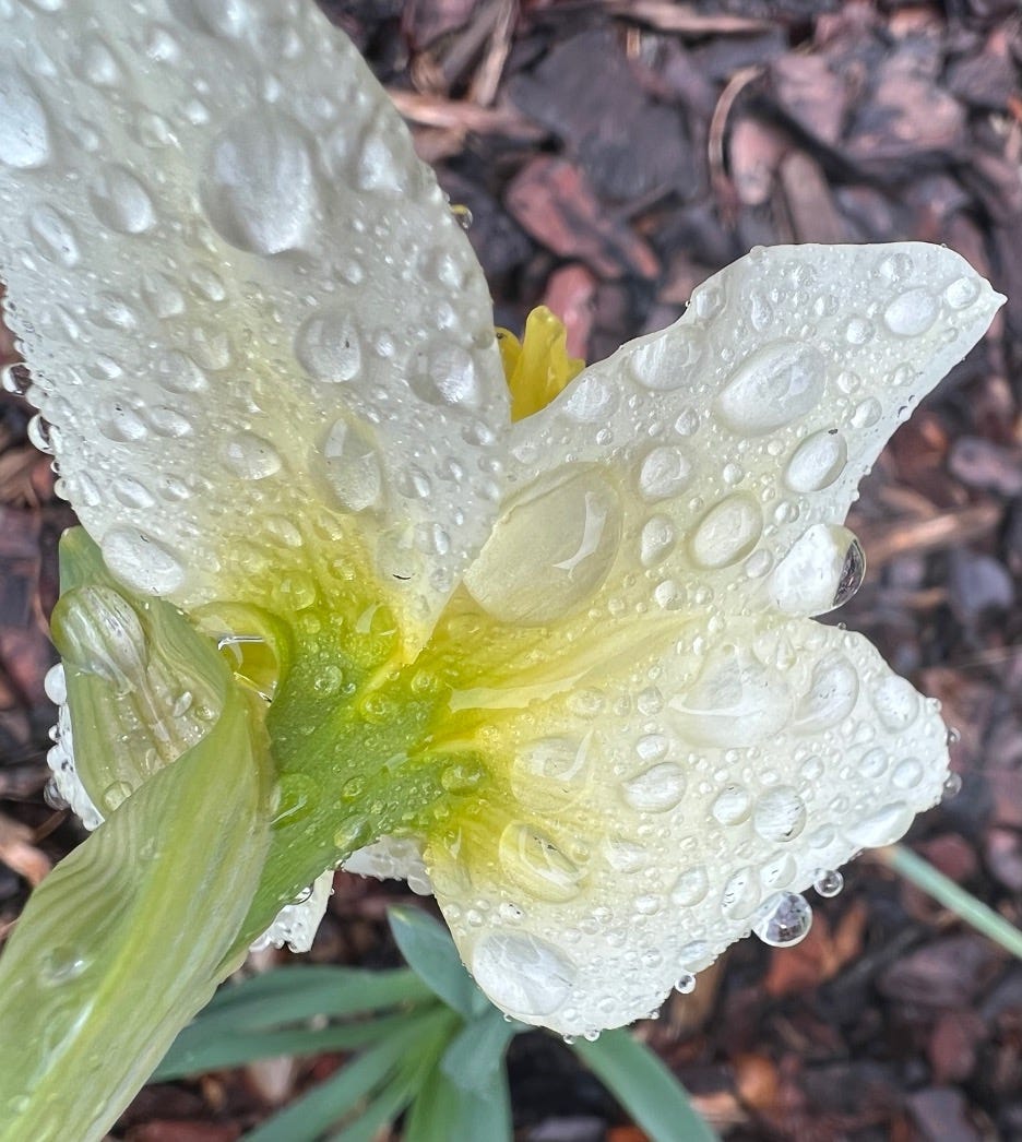 Home Is Where The Weeds Grow Two. B. J. Thomas is doing Raindrops Keep