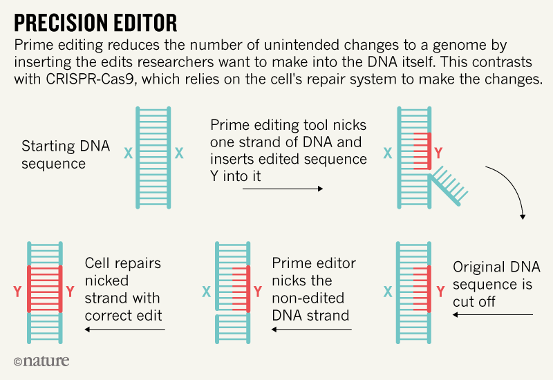 A New Way of Genome Editing Prime Editing by Helen Rossi Medium