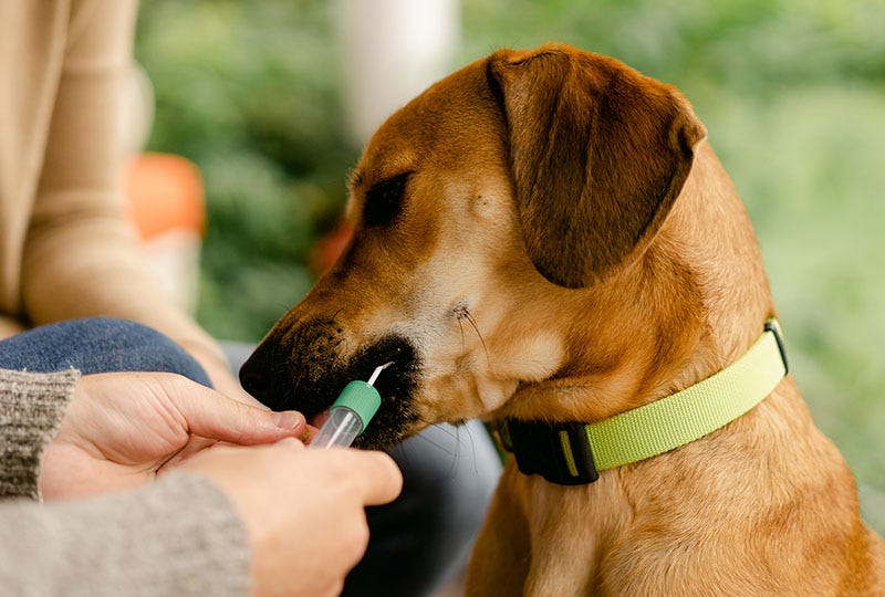 How Do I Give My Dog Liquid Medicine