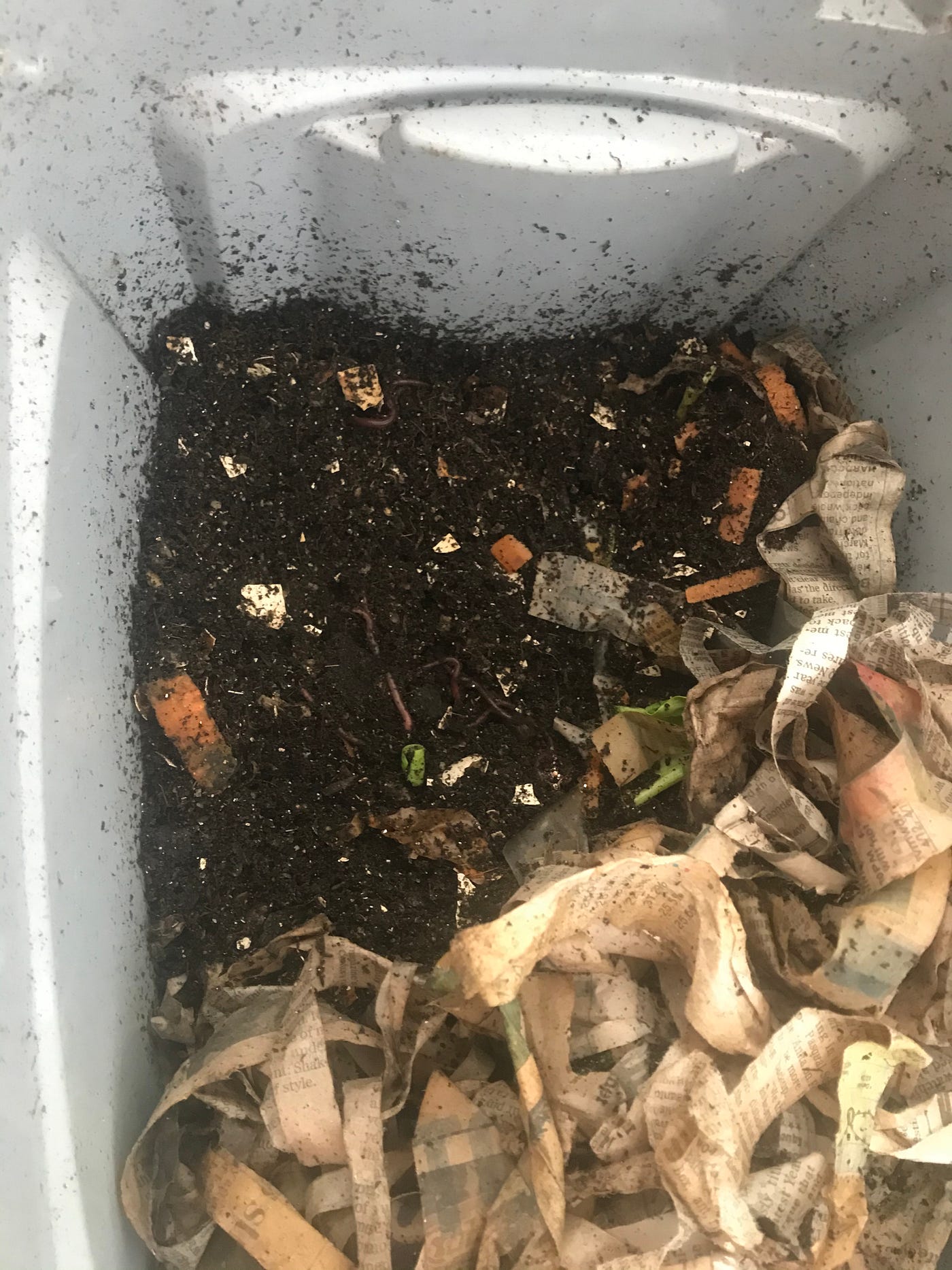 6 Reasons Your Red Wigglers are Making a Run for It How to Keep Your