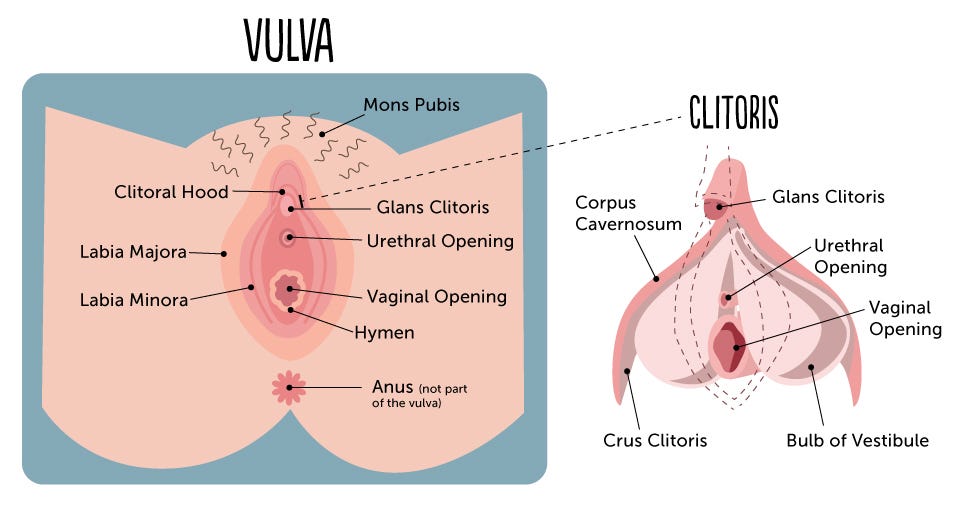 Secrets About The Female Body Every Man Should Know By Carlyn Beccia Sexography Medium