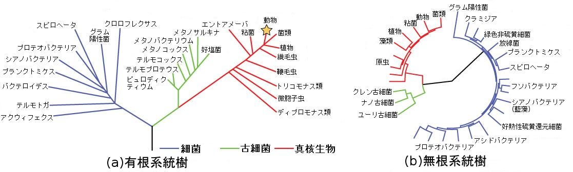 系統分類