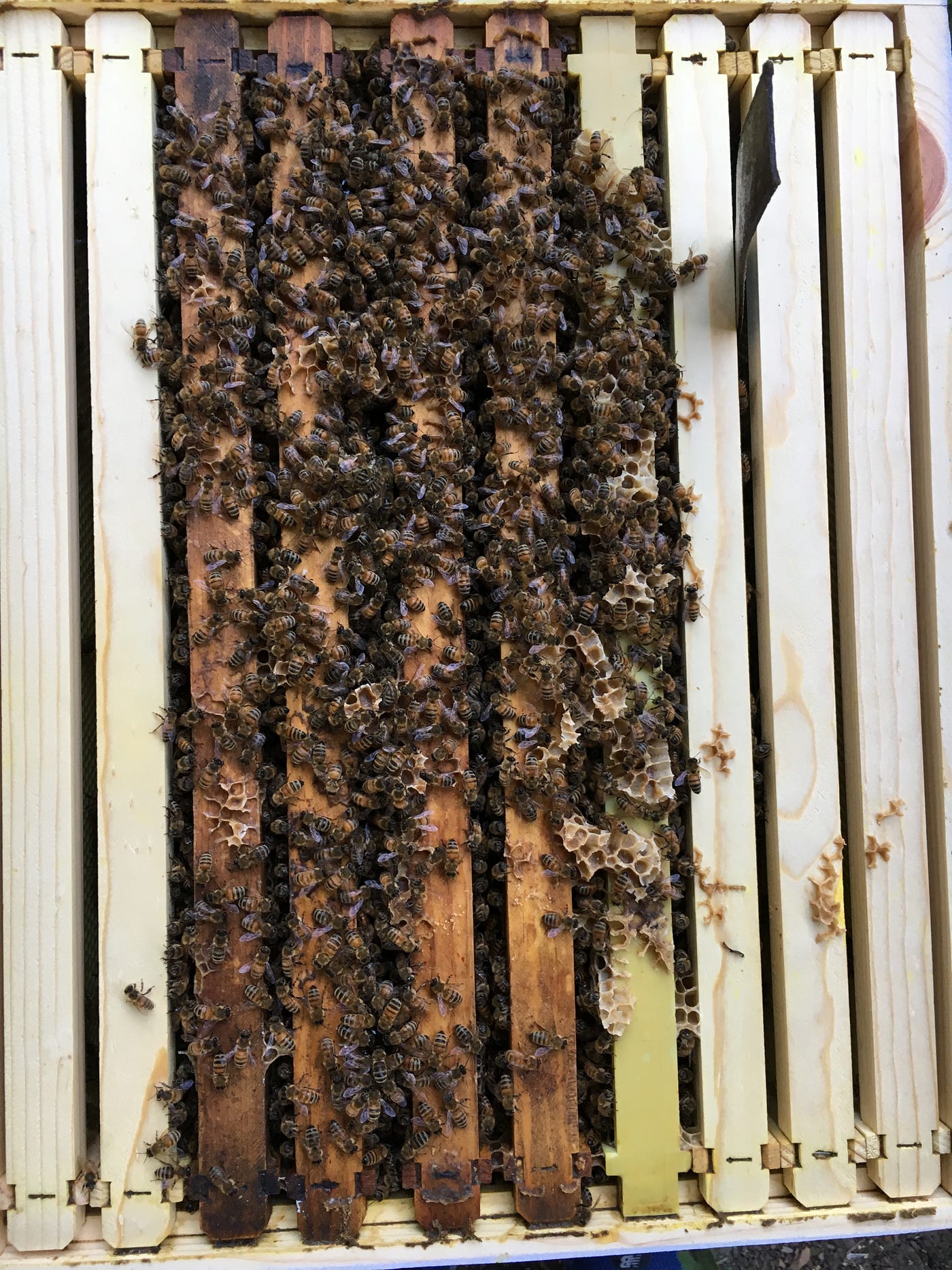 Mistakes of a Beginner Beekeeper. Beekeeping may just be the perfect ...