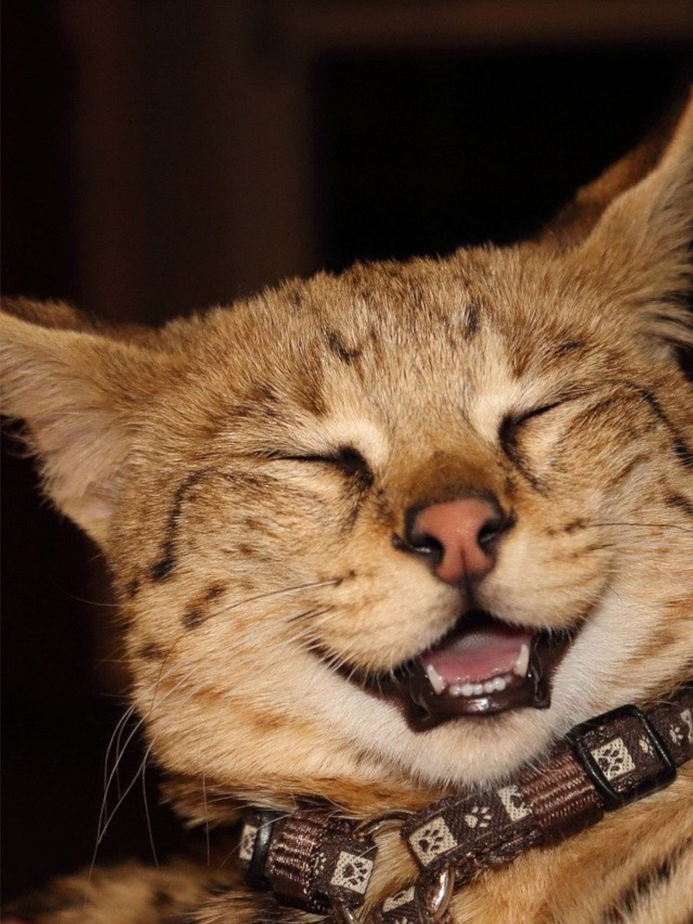 Color photo of a cat that looks like it’s laughing.