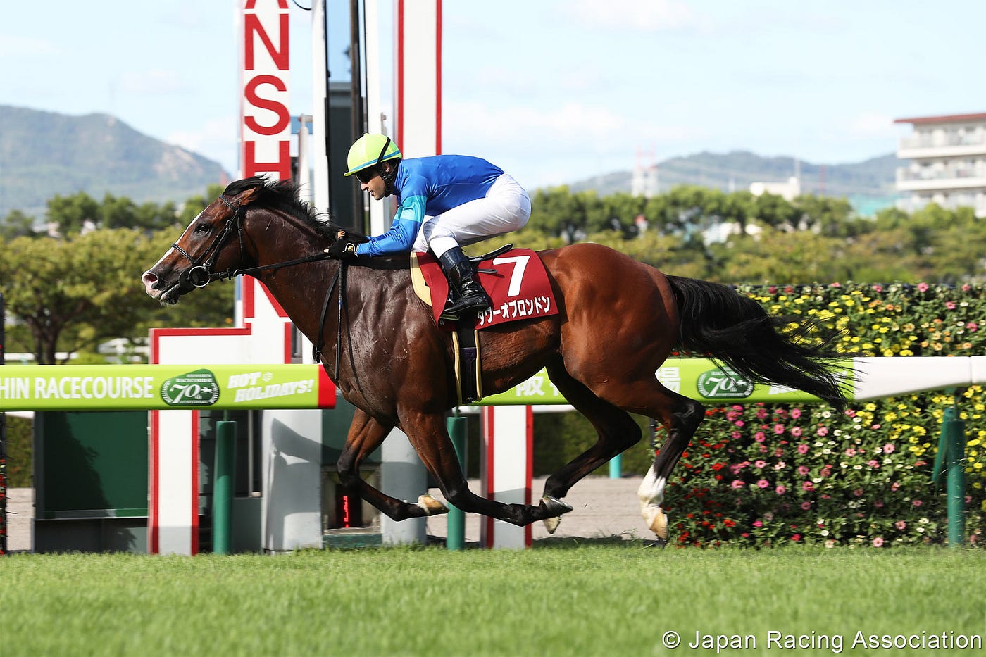 19年日本短途馬錦標分析 日本短途馬蜀中無大將 年初本以為 野田重擊 2 及 魔族閃焰 7 可以接棒強 By Kwan Ho Wang Medium