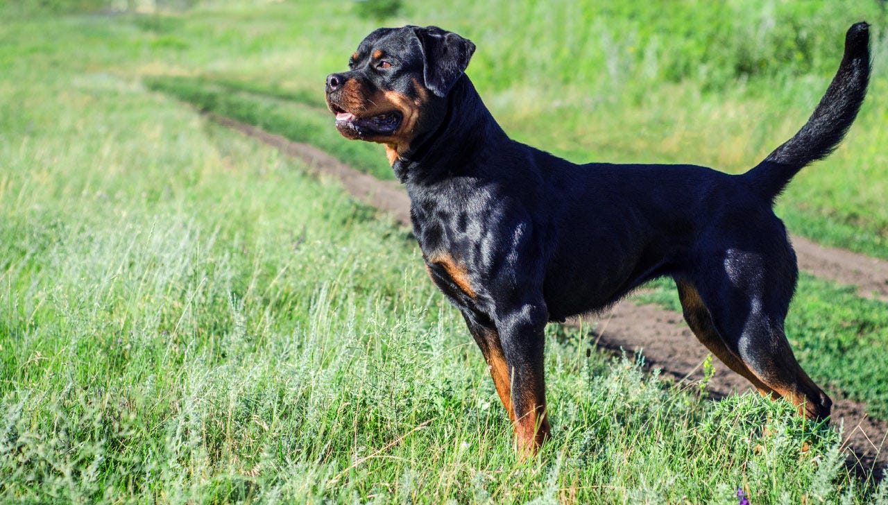 are rottweilers protective