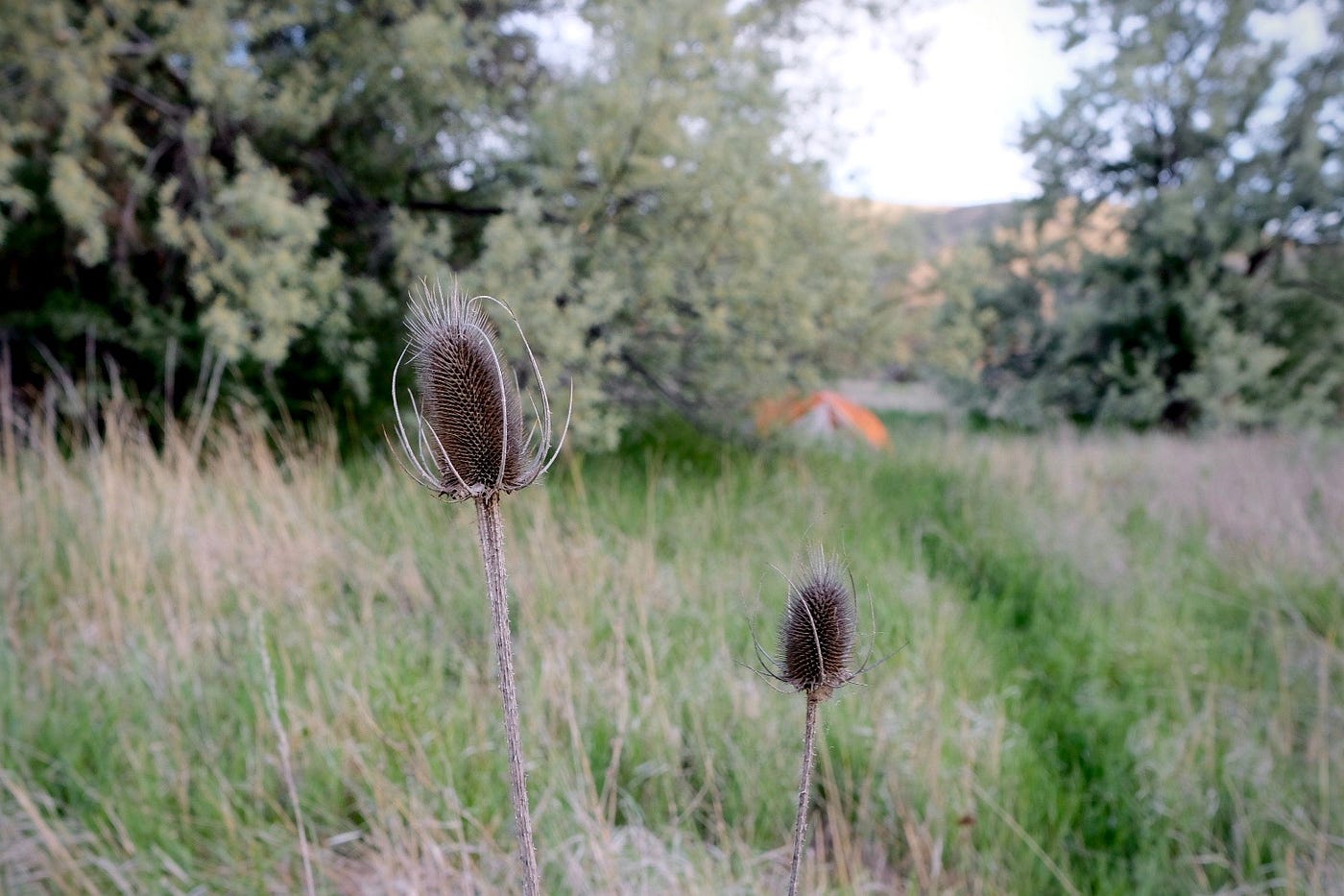 Two spiny weeds in focus among tall grass; trees and a tent are in the background.