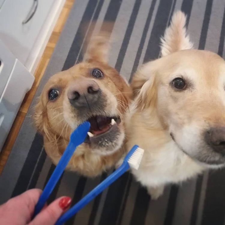 How Often To Brush Dog’s Teeth. When performing oral hygiene in dogs