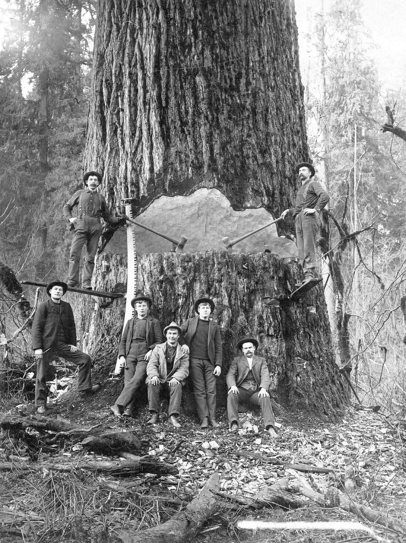 Vancouver was once home to the biggest trees in the world by Celia