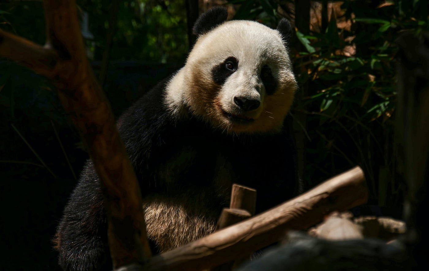 Speeding Up The Conversion Between PySpark And Pandas DataFrames 