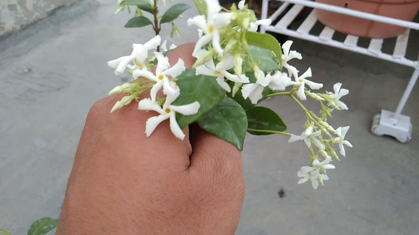 Star jasmine (Tracheloum jasminodes) flower photo by Parth Mayn