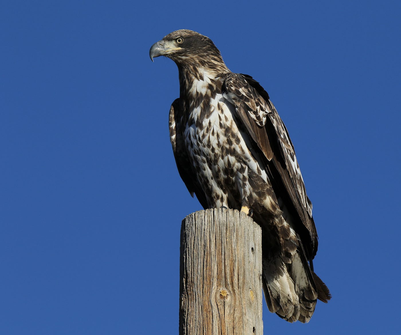 immature bald eagle with white splotchy feathers perched on a utility pole