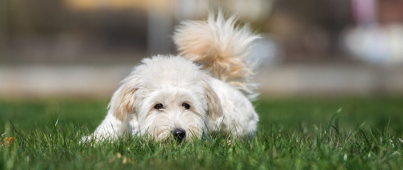 Buy Australian Labradoodle Puppies By Janet Ashley Medium