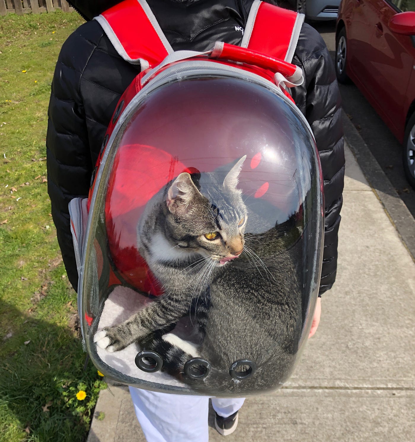 my cat backpack