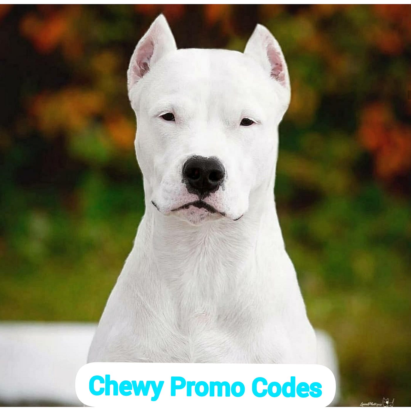 chewy coupons