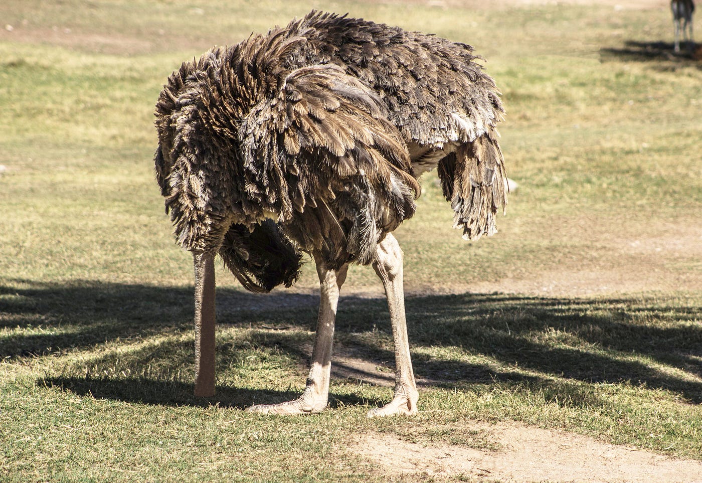 Do Ostriches Truly Bury Their Heads in the Sand? | by Fancied Facts | Medium
