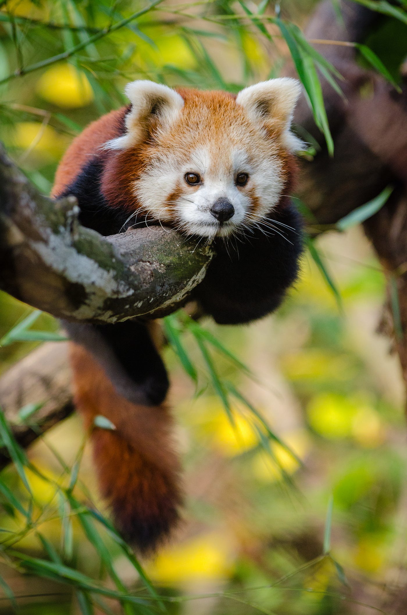 Top 5 Zoos in Austria: why you should visit them by Abhilash