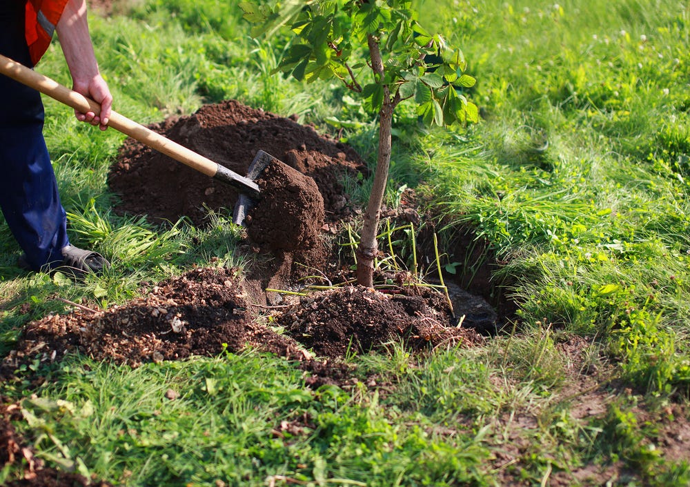 The Best Trees to Plant in Utah. Choosing which trees to plant when… by Mellco Landscaping