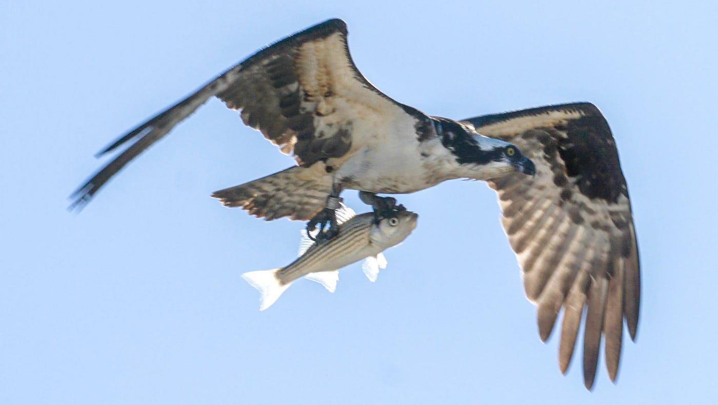 A bird in flight carrying a striped fish in its talons