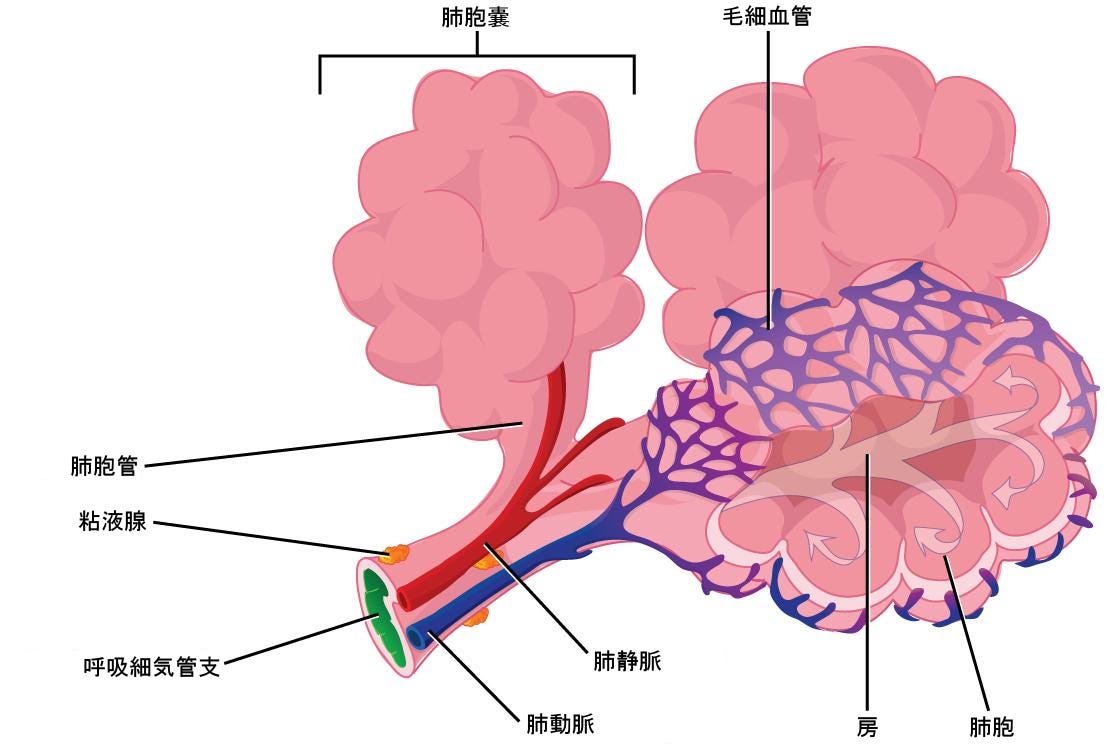 生物学 第2版 第39章 呼吸器系 Japanese Translation Of Biology 2e By Better Late Than Never Medium