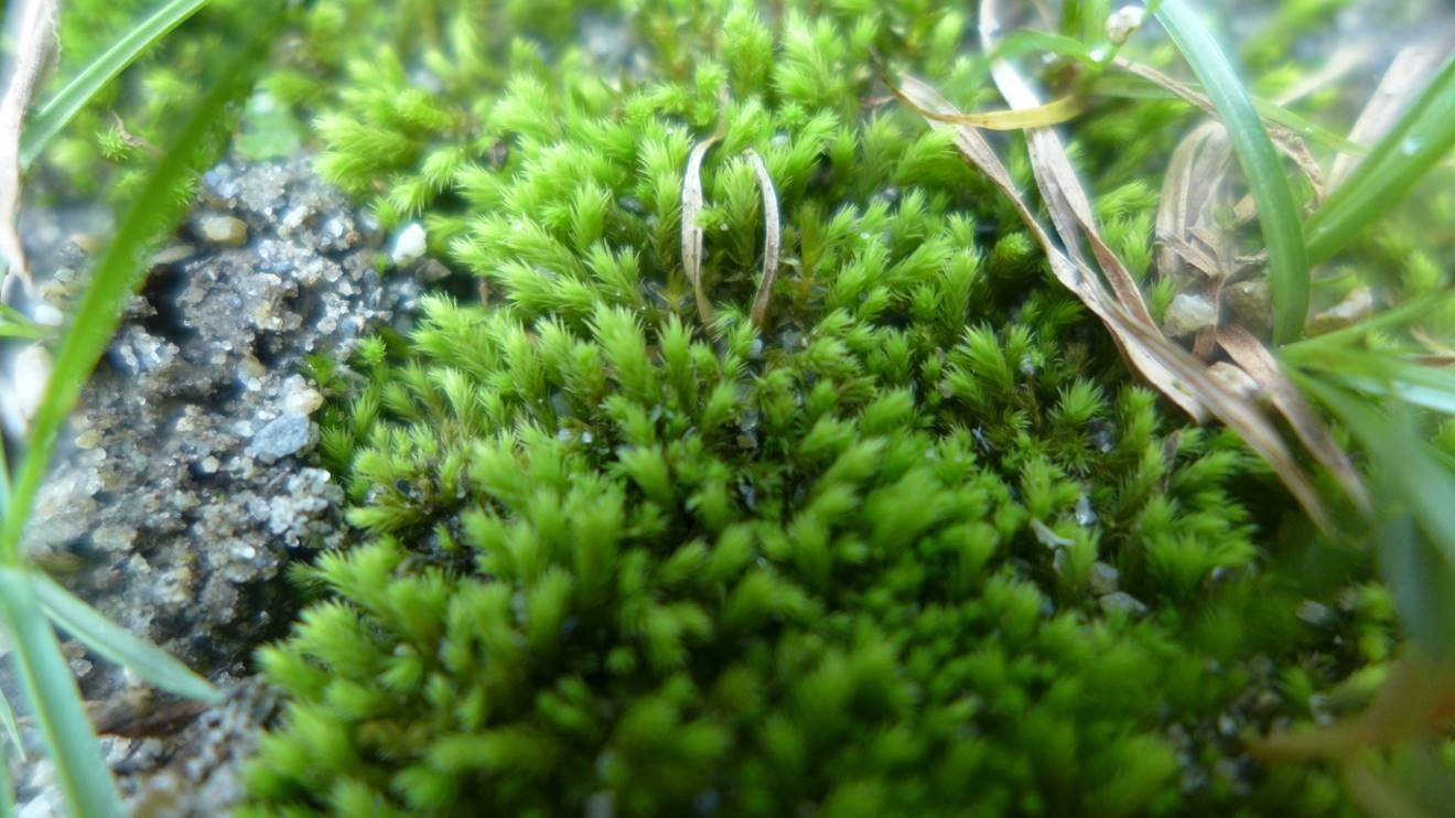 苔蘚學堂 城市苔蘚何處尋 每每介紹平地苔蘚 大家的第一個反應就是 我家附近真的沒有 By Yu Feng Medium 苔蘚學堂 城市苔蘚何處尋 每每介紹平地苔蘚 大家的第一個反應就是 我家附近真的沒有 By Yu Feng Medium