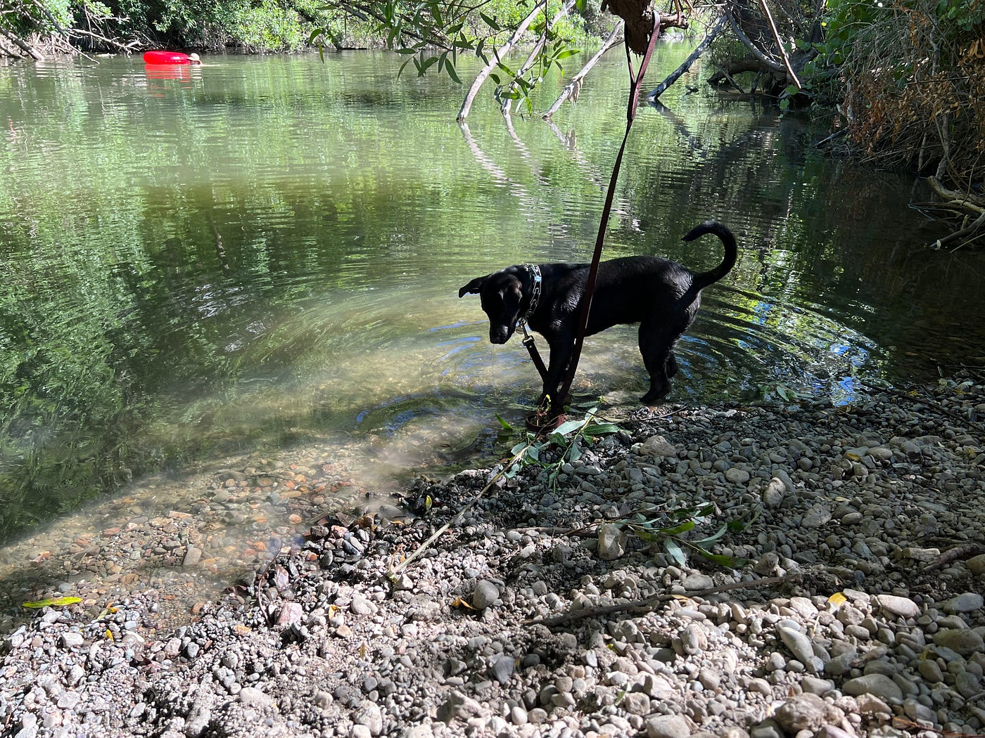 Adventures with George: HipCamping with a Dog in Sonoma County ...