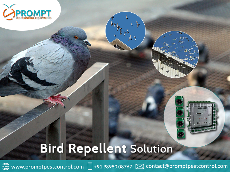 Keep Your Area Pigeon free with Pigeon Control Device by Helly Dsouza Medium