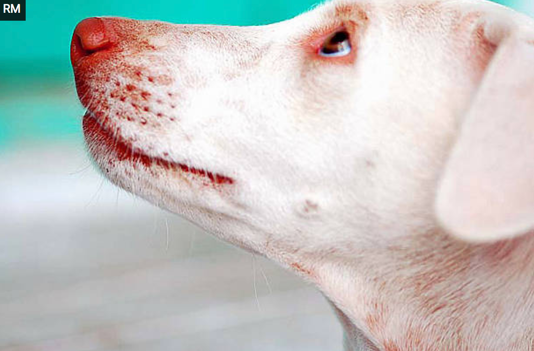 Los bigotes de tu perro no son adorno, le ayudan a localizar objetos | by  DogCrowd | Medium