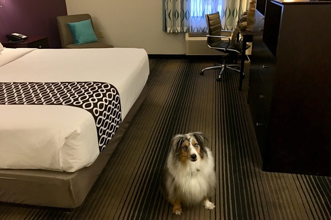 How Many Dogs Does La Quinta Allow