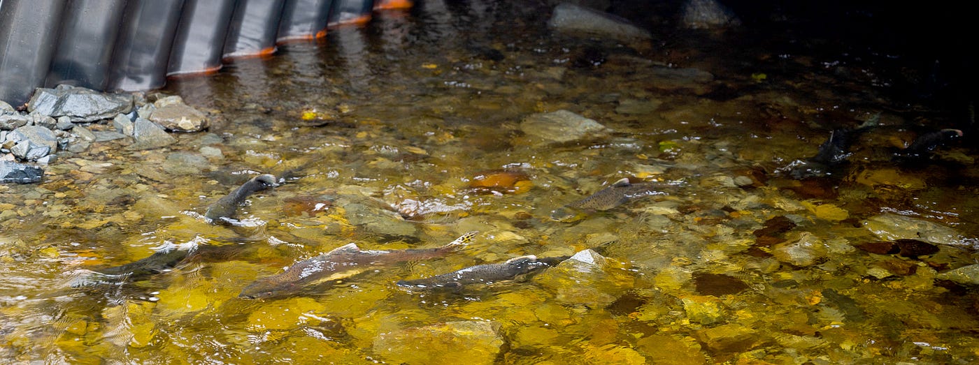 Salmon migrate under a culvert over big gravel