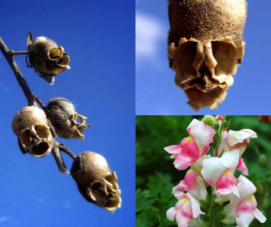 40 de las Flores Más Raras del Mundo. Parte 1 | by BloomexUSA | Medium