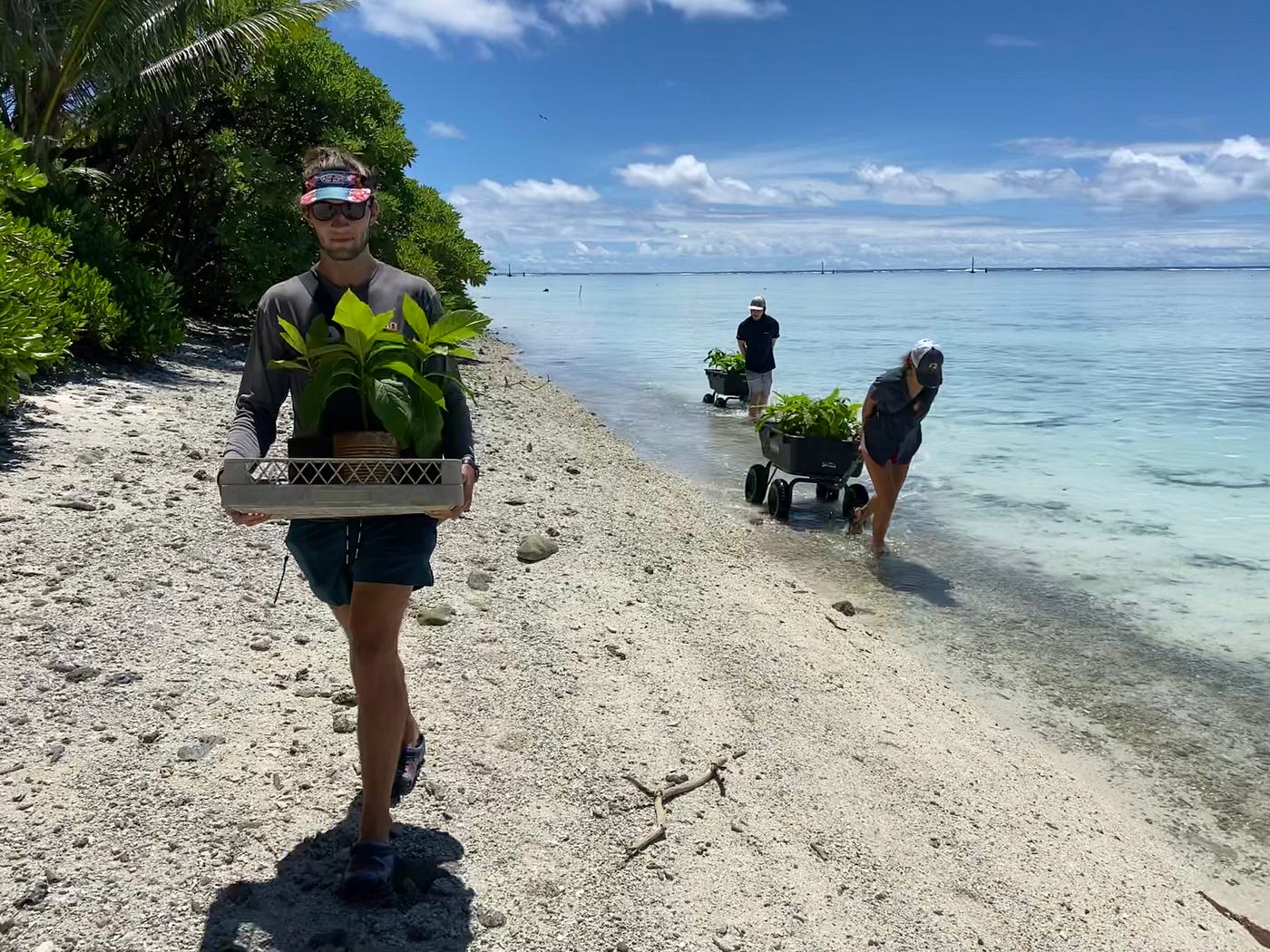 Another Milestone at Palmyra Atoll - One Million Coconut Palms Removed ...