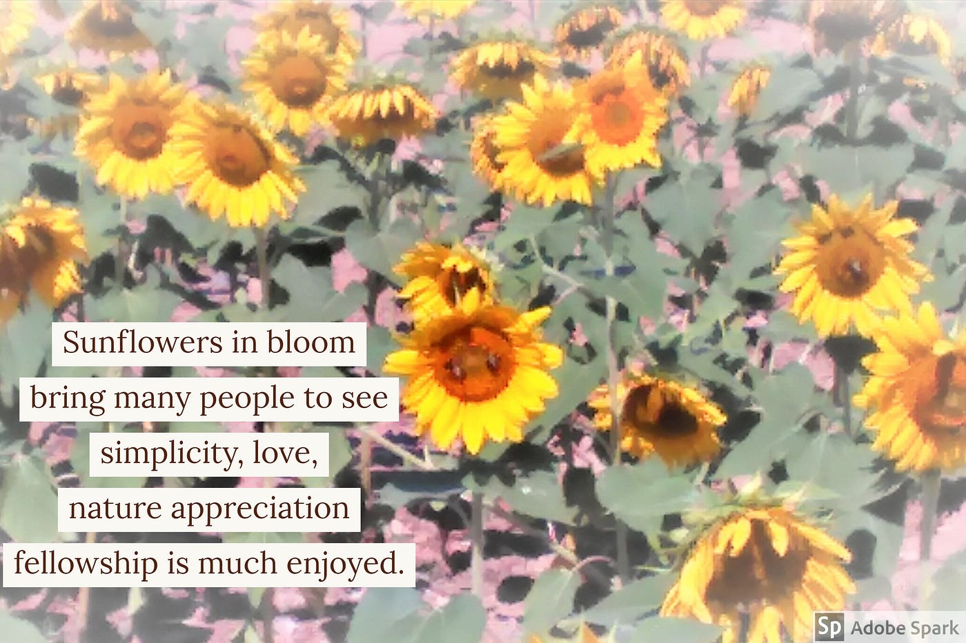 Sunflowers Dorothea Dix And Outings By Lisa Tomey P S I Love You