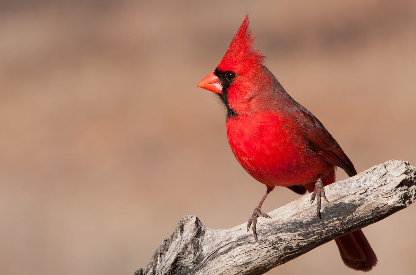 Do Cardinals Appear When Angels Are Near By Loren A Olson Md P S I Love You